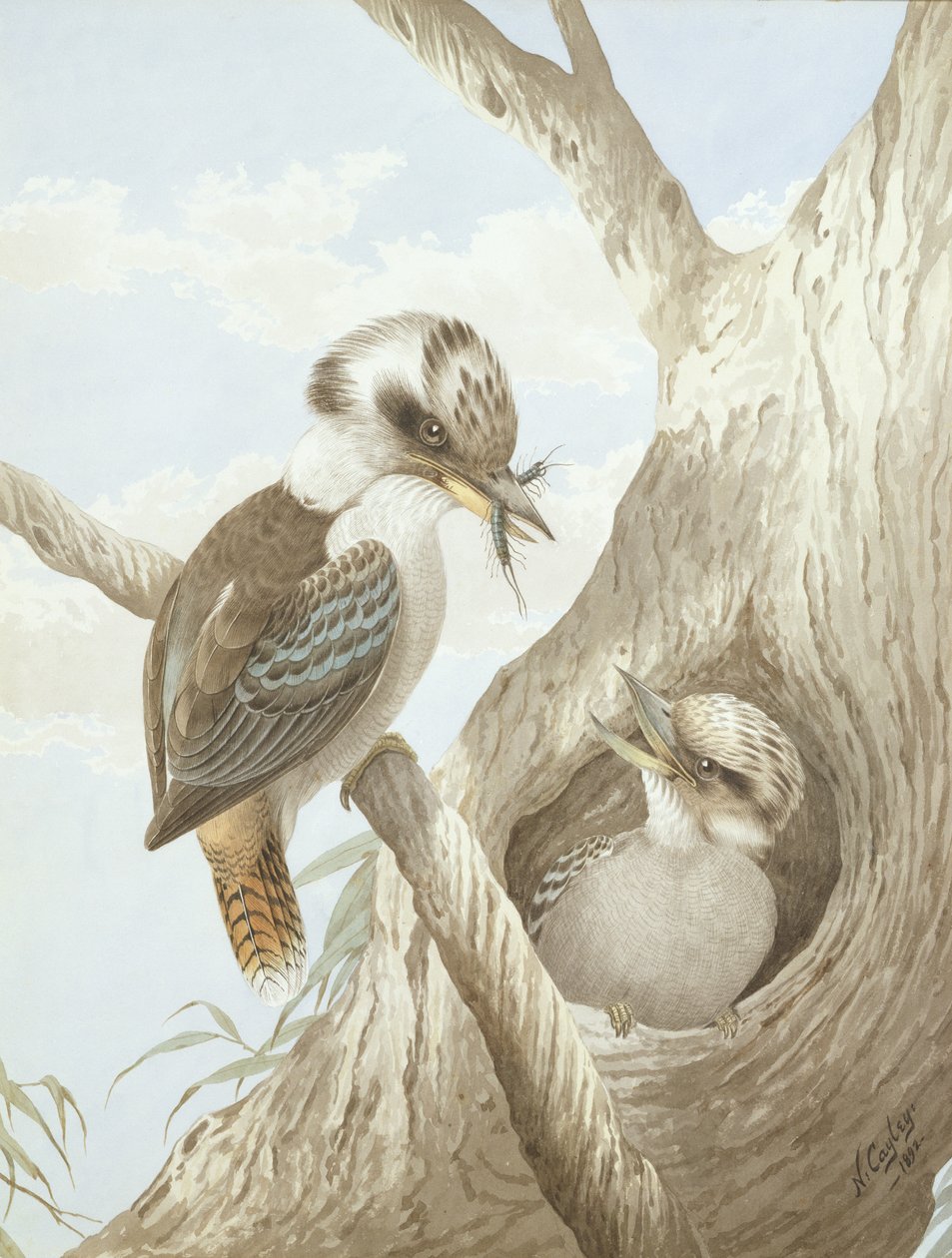 Kookaburras fôring ved et reir i et tre, 1892 av Neville HP Cayley