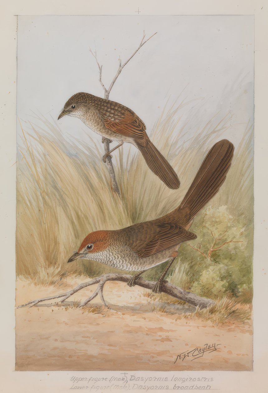 Langnebben Lackvogel av Neville William Cayley