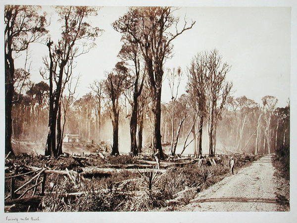 Seventy-Mile Bush (sepia-bilde) av New Zealander Photographer