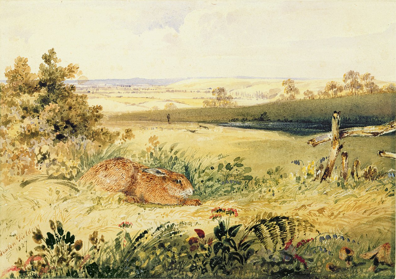 Hare in a Landscape, 1827 (wc med kroppsfarge, gummi arabicum og grafitt på papir) av Newton Fielding