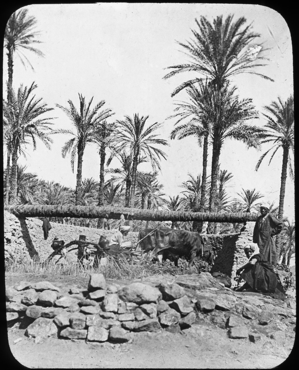 Vannhjul, Egypt, c1890 av Newton and Co