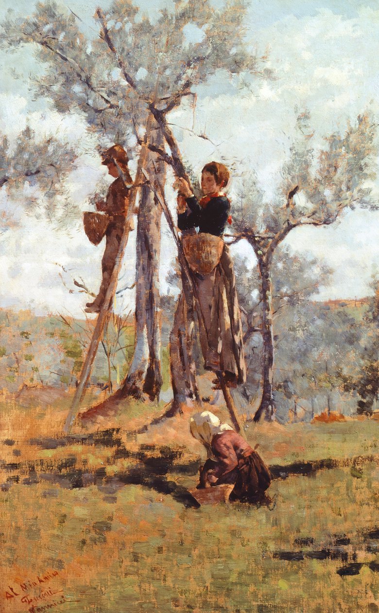 Olivenhøsten, ca 1892 (olje på lerret) av Niccolo Cannicci
