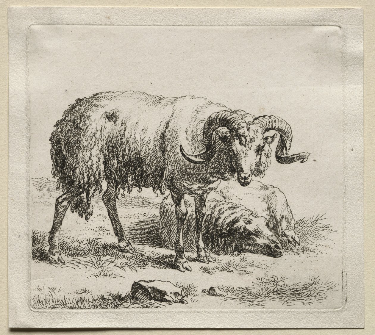 Animalia: Vær og sau av Nicolaes Berchem