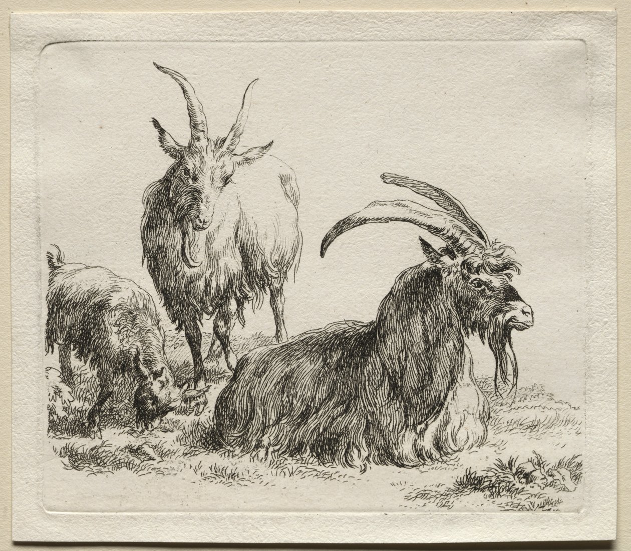 Animalia: Tre geiter av Nicolaes Berchem