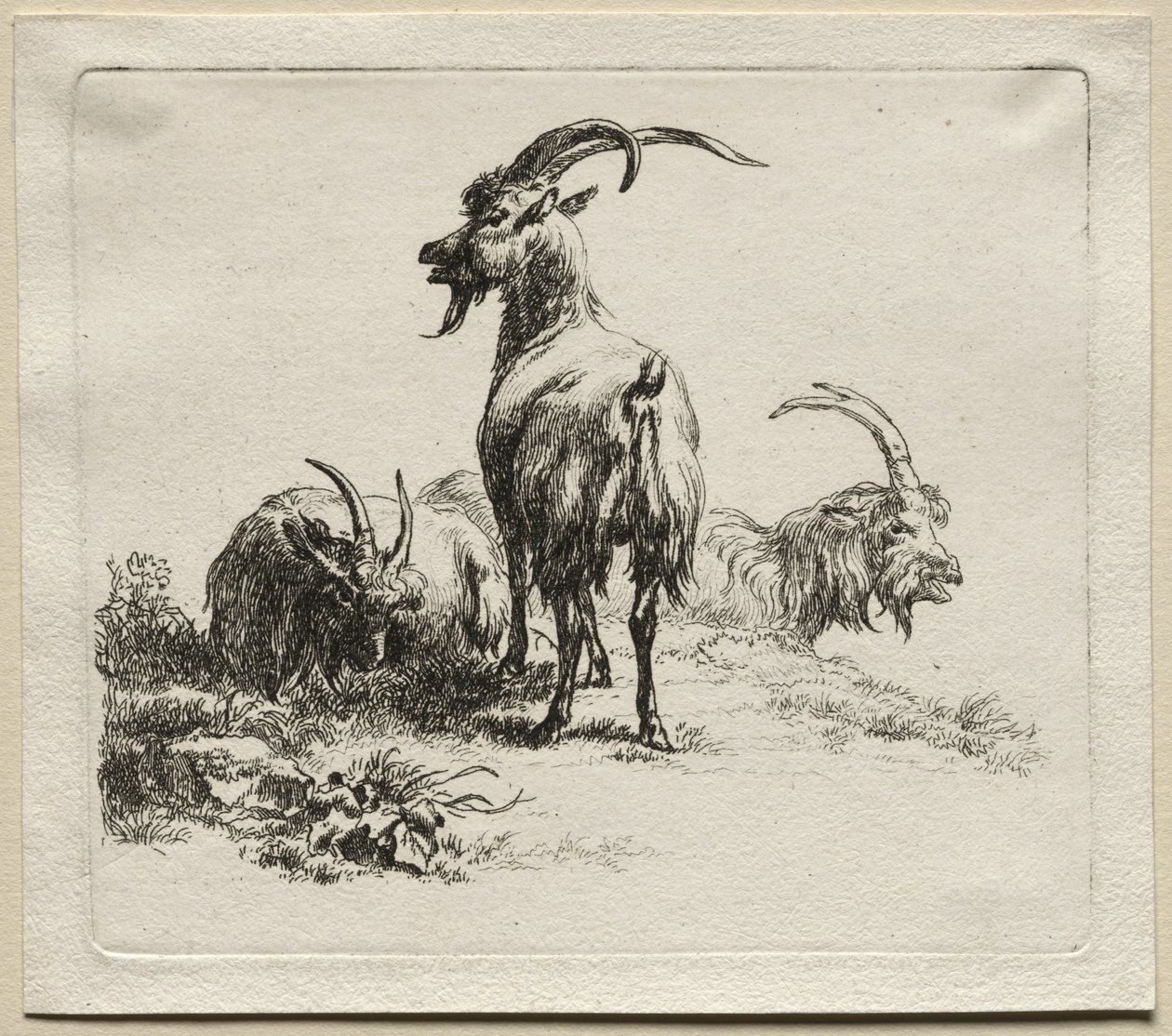 Animalia: Tre geiter av Nicolaes Berchem
