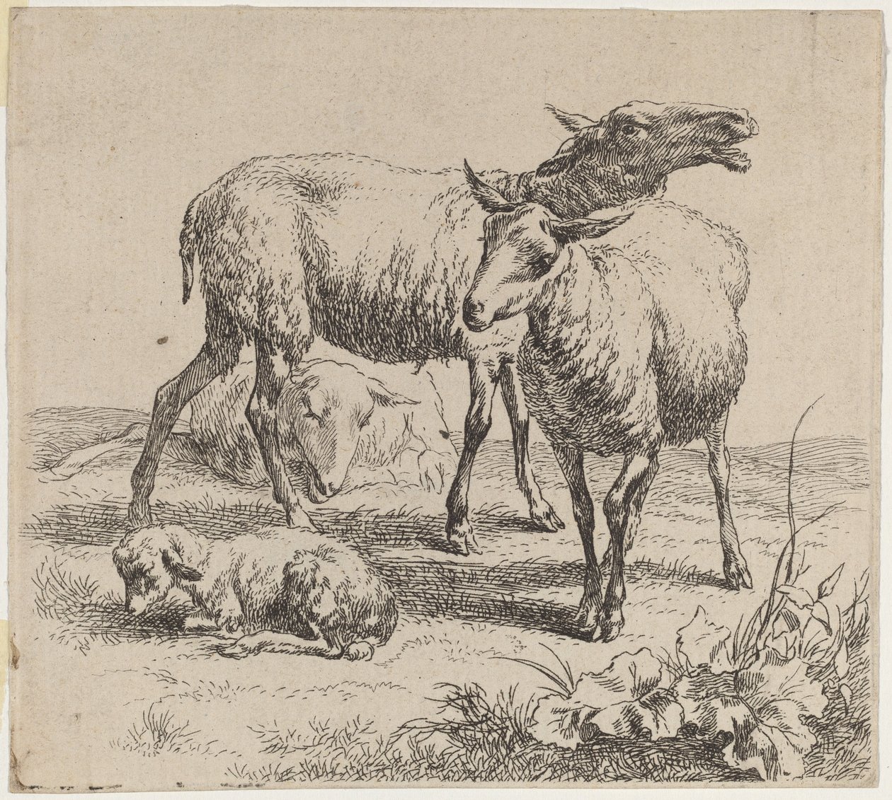 Tre sauer og et lam. av Nicolaes Berchem
