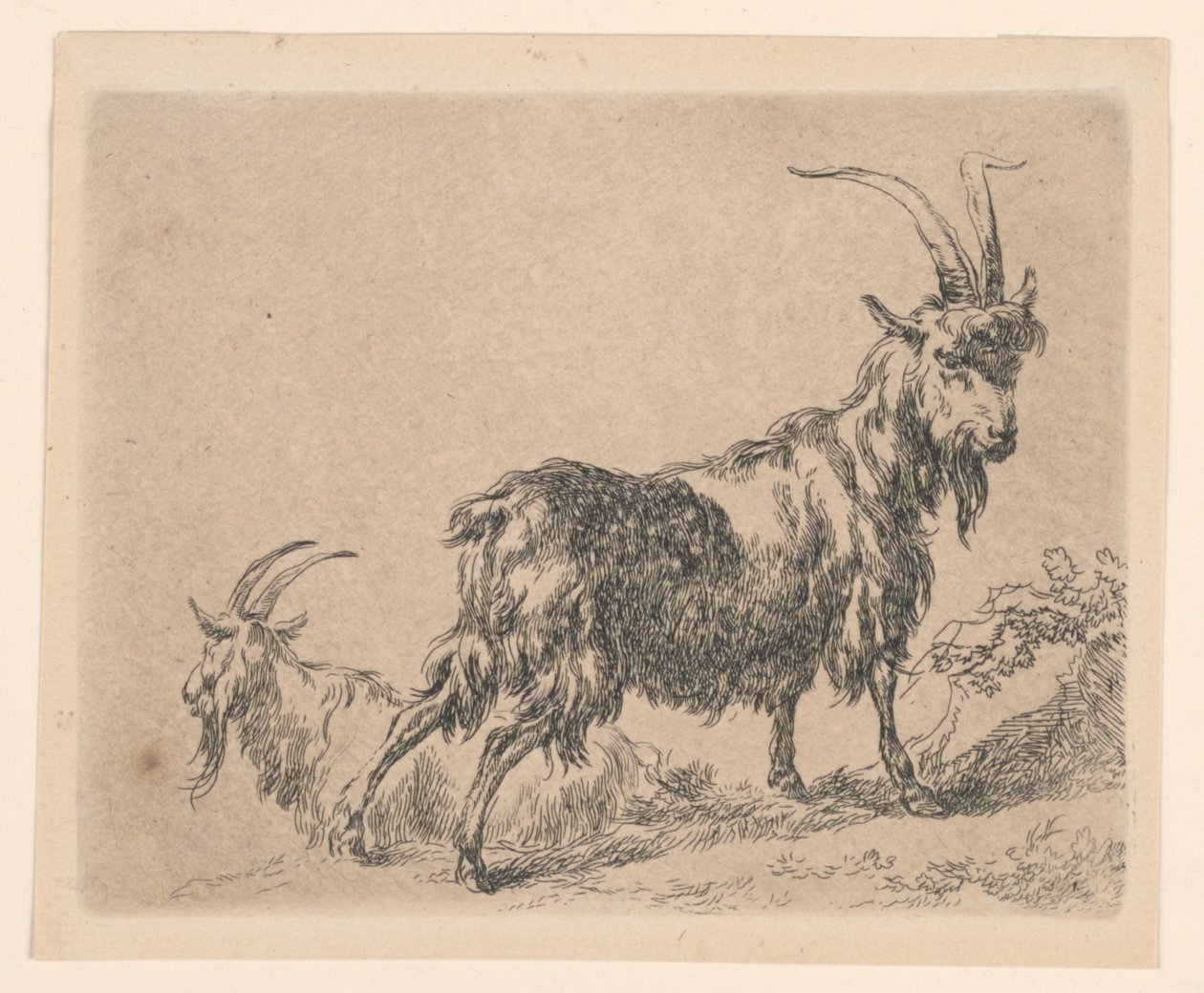 To geiter, fra Berchems "Animalia" (Dyr) av Nicolaes Berchem