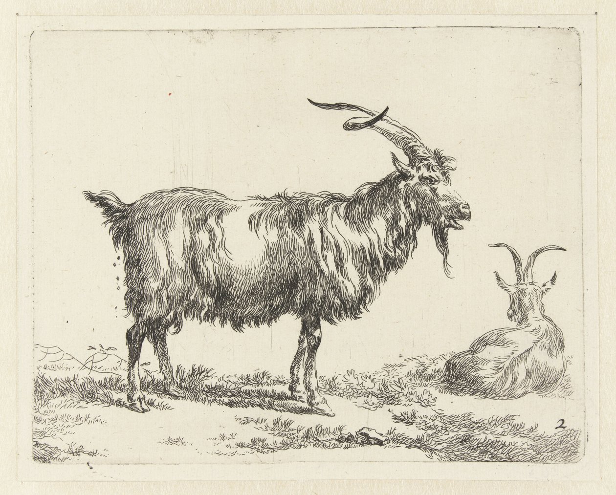 To geiter Geiten (serietittel) Dyr trukket til livet og trykt med vann for sterk luft av Studio and Art of Nicolai Berchem (serietittel) av Nicolaes Pietersz Berchem