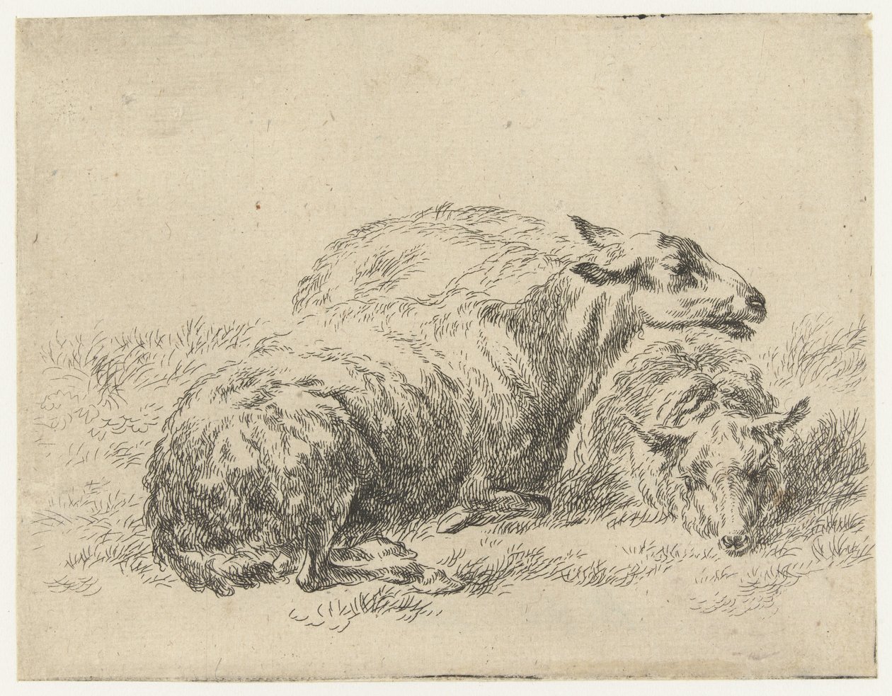 Twee ligende schapen Schapen (serietittel) Dyr trukket til livet og trykt i vann av sterk luft av Studio and Art of Nicolai Berchem (serietittel) av Nicolaes Pietersz Berchem