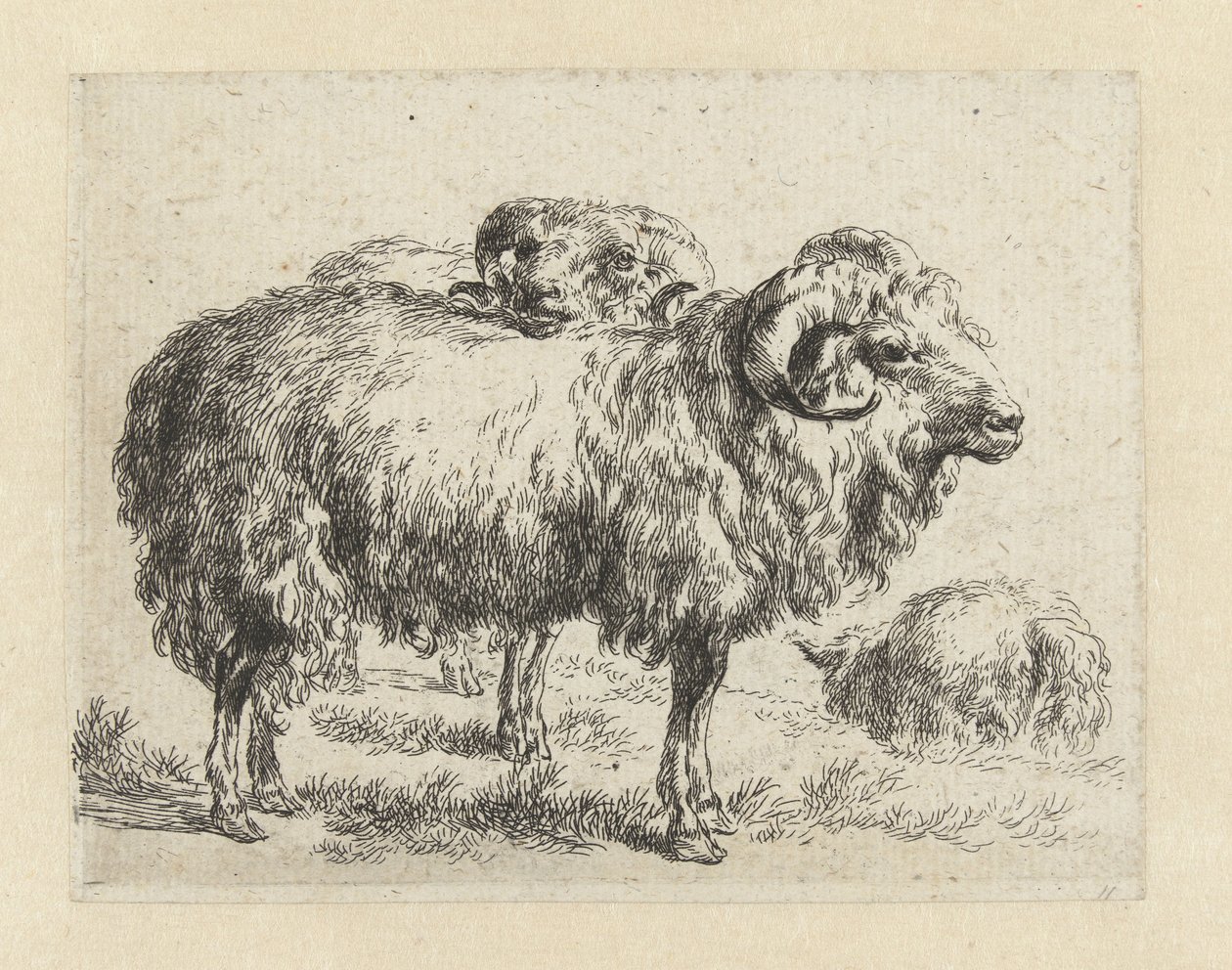 Twee rammen en een schaap Schapen (serietittel) Dyr trukket til livet og trykt i vann av sterk luft av Studio and Art of Nicolai Berchem (serietittel) av Nicolaes Pietersz Berchem