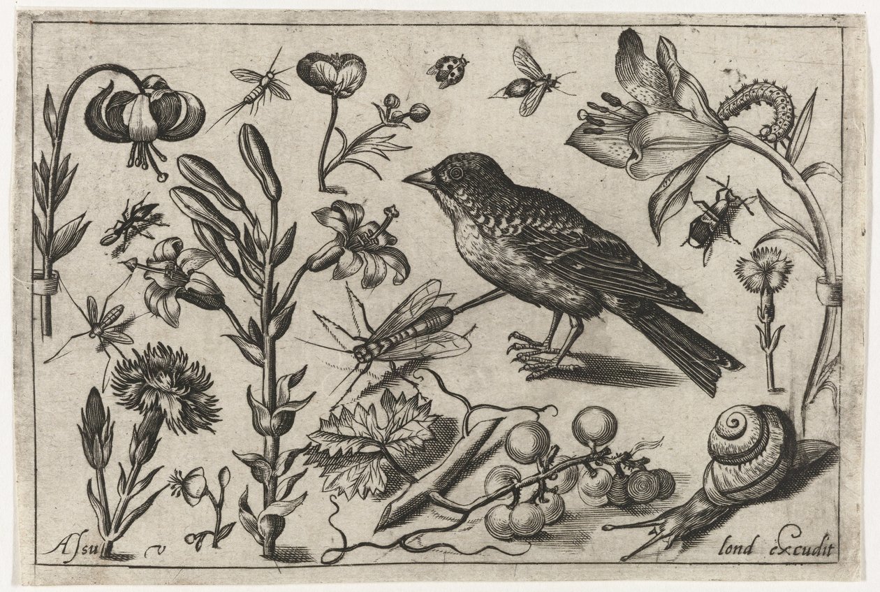 Blomster, en snegl og en fugl Fugler, blomster, insekter etc. (serietittel) av Nicolaes de Bruyn (possibly)