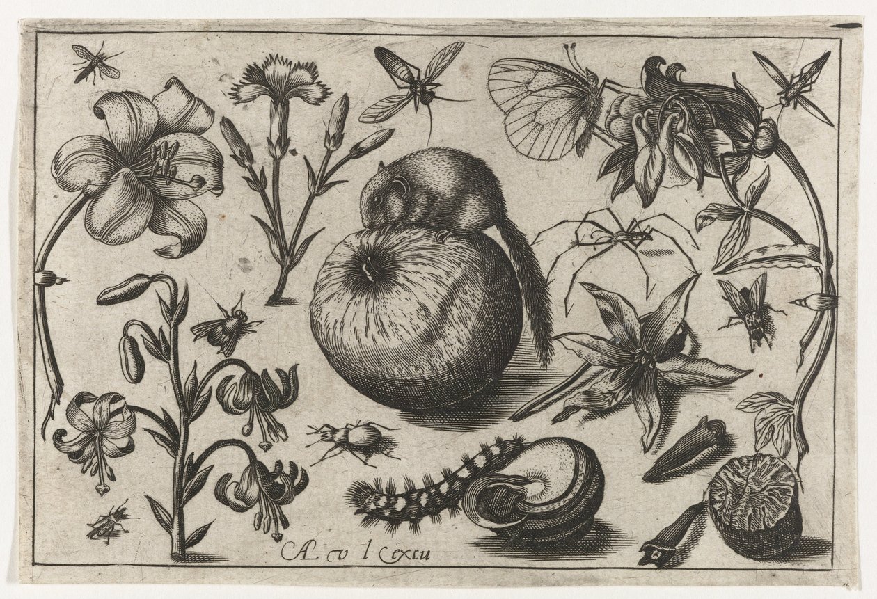 Blomster og en mus på et eple Fugler, blomster, insekter etc. (serietittel) av Nicolaes de Bruyn (possibly)