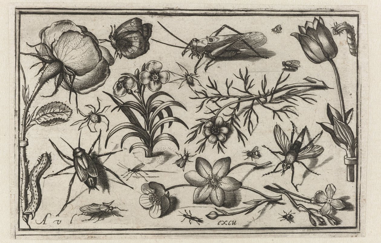 Blomster og insekter Fugler, blomster, insekter etc. (serietittel) av Nicolaes de Bruyn (possibly)