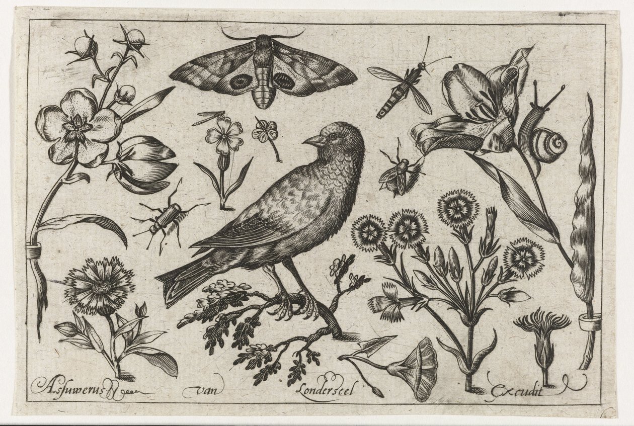 Blomster, insekter, nattpåfugløye og en kråke Fugler, blomster, insekter etc. (serietittel) av Nicolaes de Bruyn (possibly)