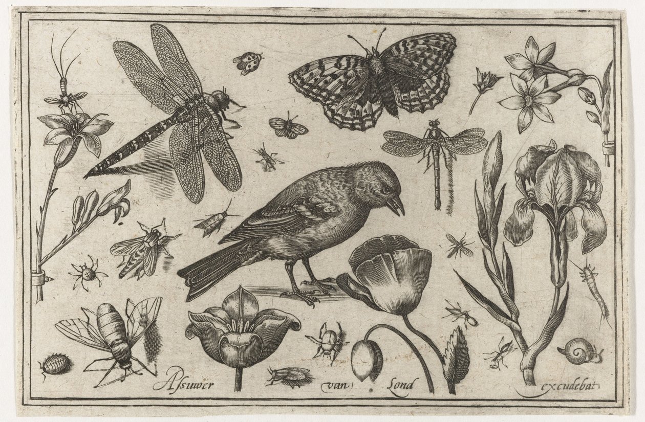 Blomster, øyenstikkere og fugl Fugler, blomster, insekter etc. (serietittel) av Nicolaes de Bruyn (possibly)