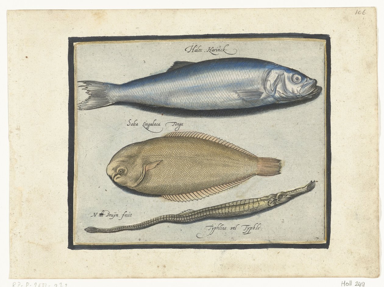 Sild, tunge og pipefisk Libelivs diverse Genera piscium complectens (serietittel) Ferskvannsfisk, marin fisk, frosker, krepsdyr og sjødyr (serietittel) av Nicolaes de Bruyn