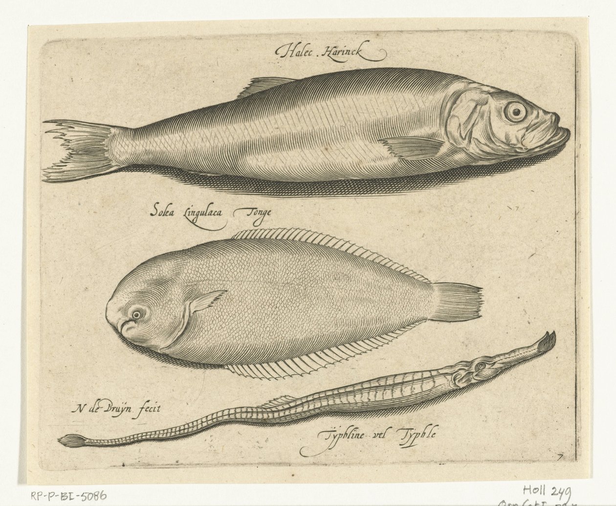Sild, tunge og pipefisk Libelivs diverse Genera piscium complectens (serietittel) Ferskvannsfisk, marin fisk, frosker, krepsdyr og sjødyr (serietittel) av Nicolaes de Bruyn