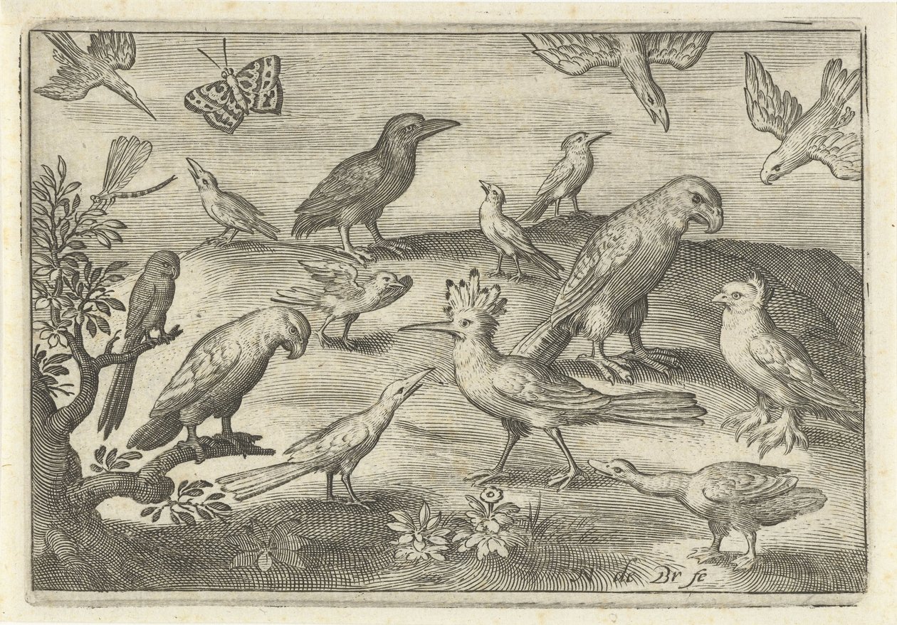 Humle og andre fugler Fugler og insekter (serietittel) av Nicolaes de Bruyn