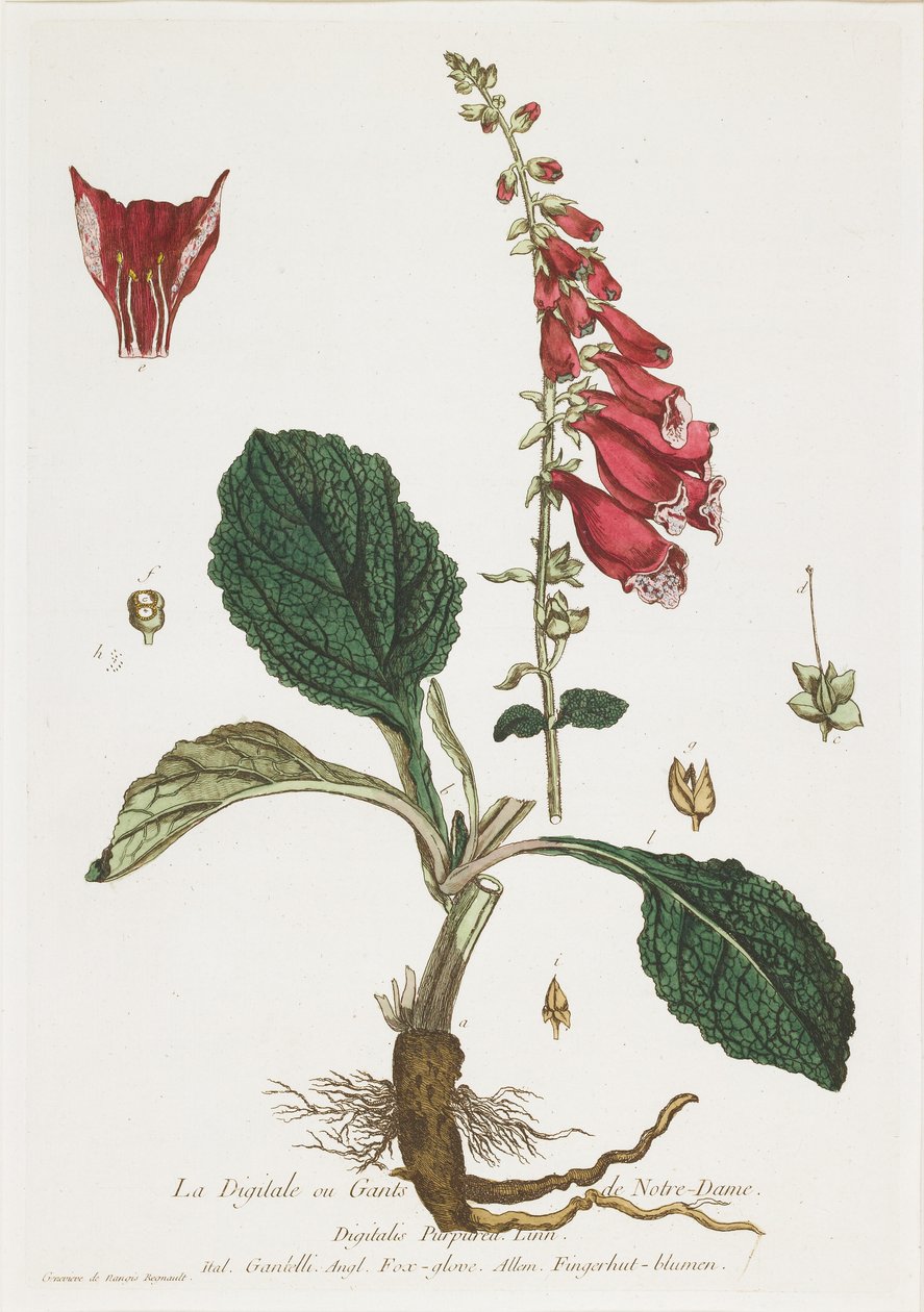 The Digitale (Foxglove), fra The Shop tilgjengelig for alle, 1774 av Nicolas Francois Regnault