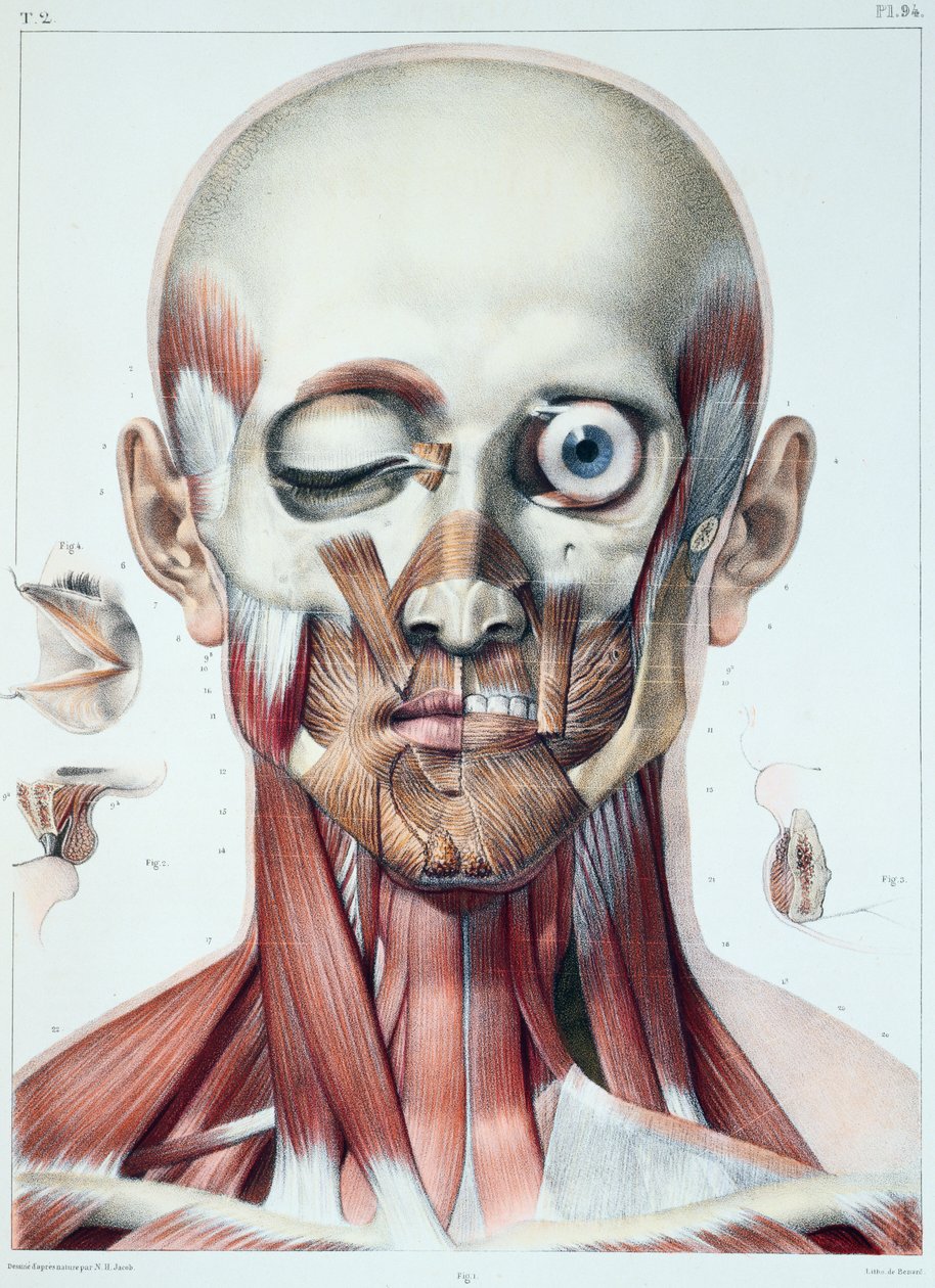 Muskulatur i ansiktet med øyets bane, plate fra 'Traite Complet de l'Anatomie de l'Homme' av Jean-Baptiste Marc Bourgery (1797-1849) gravert av Bernard, Paris, 1831 av Nicolas Henri Jacob