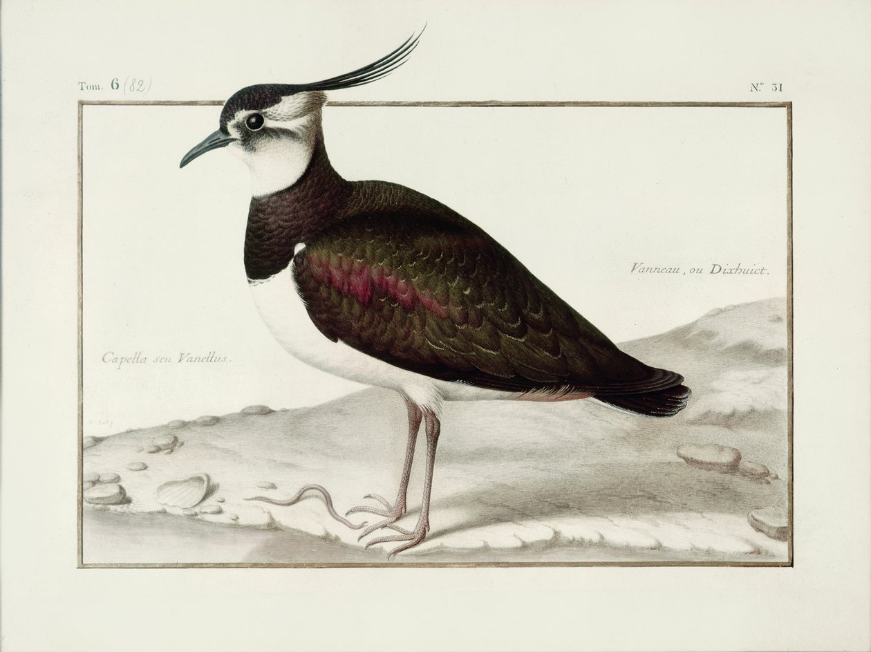 En lappvippe (wc på vellum) av Nicolas Robert