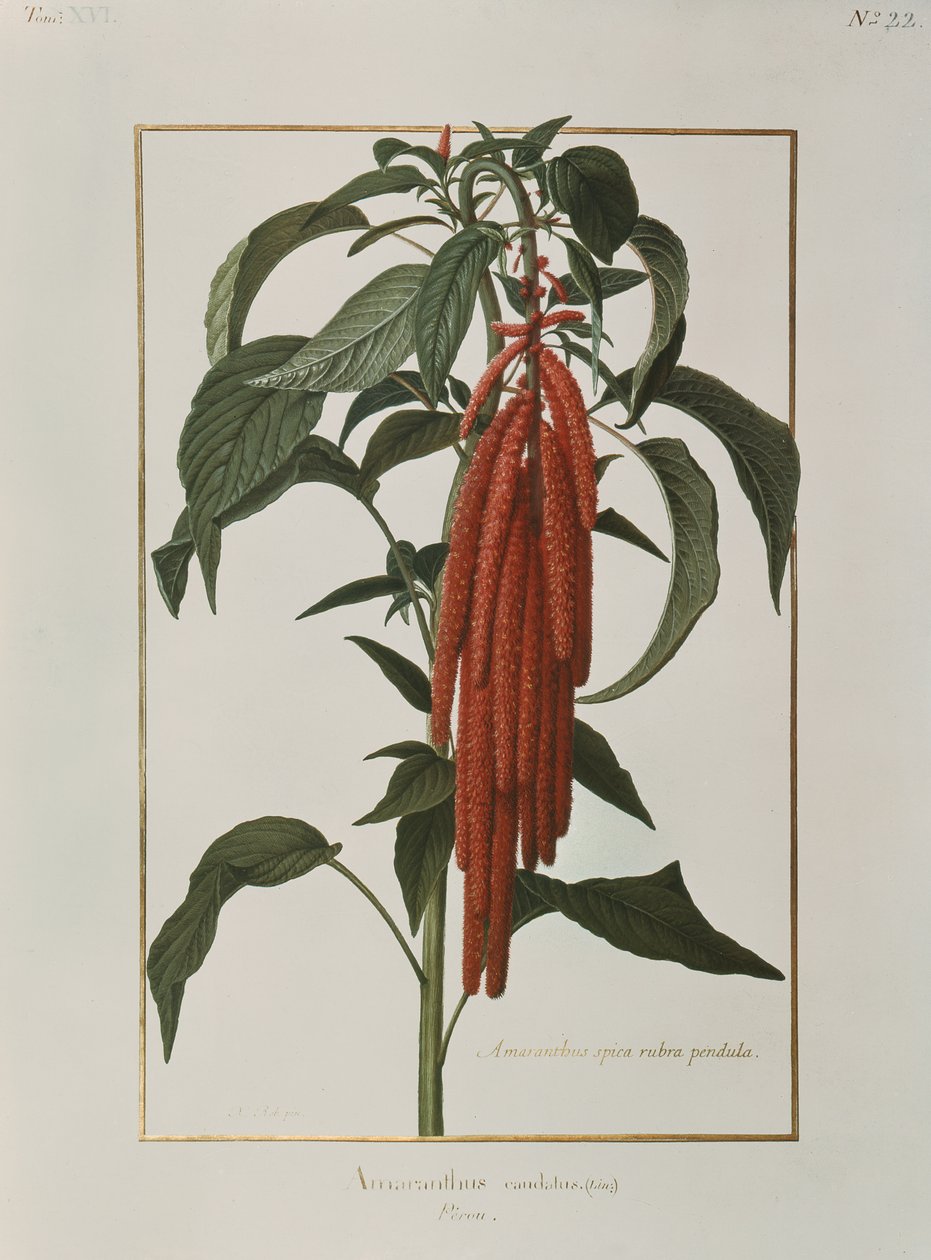 Amaranthus Caudatus (wc på vellum) av Nicolas Robert