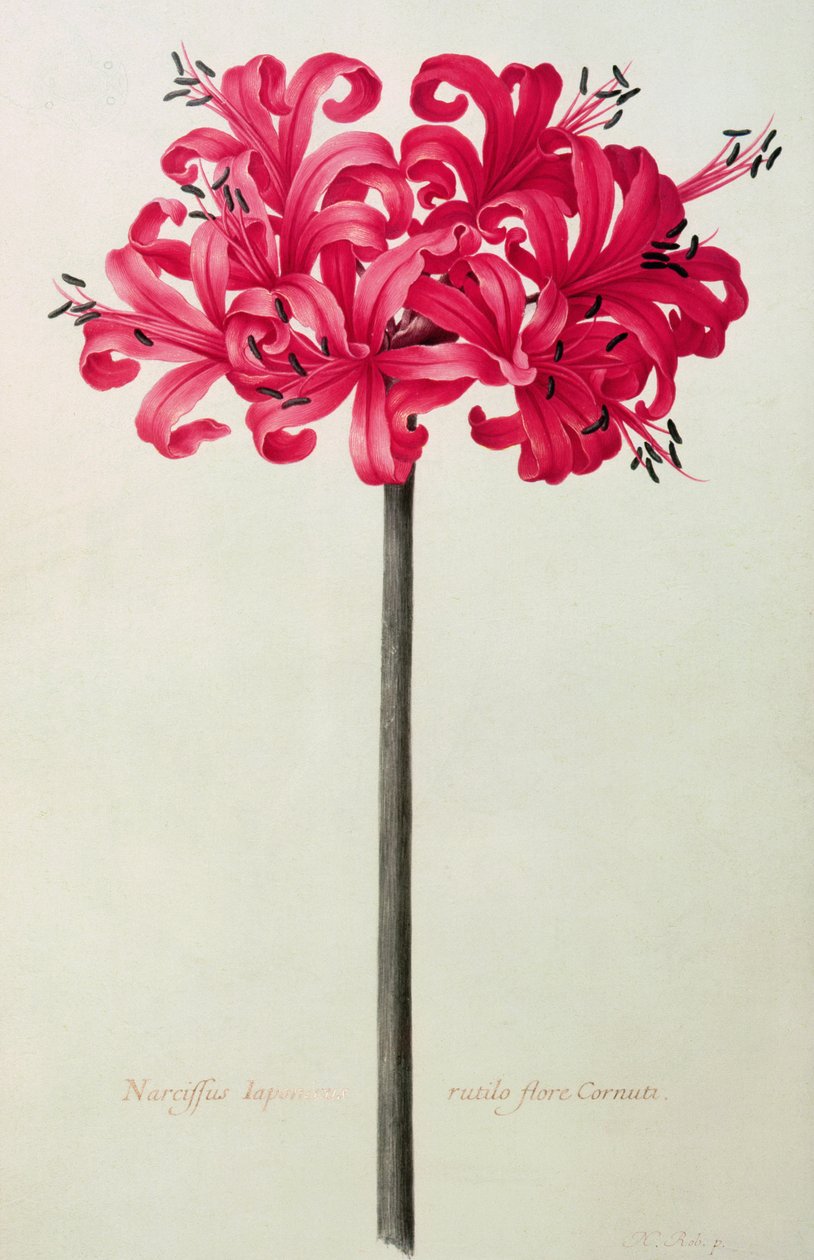 Amaryllis Sarniensis, eller Narcissus (wc på vellum) av Nicolas Robert