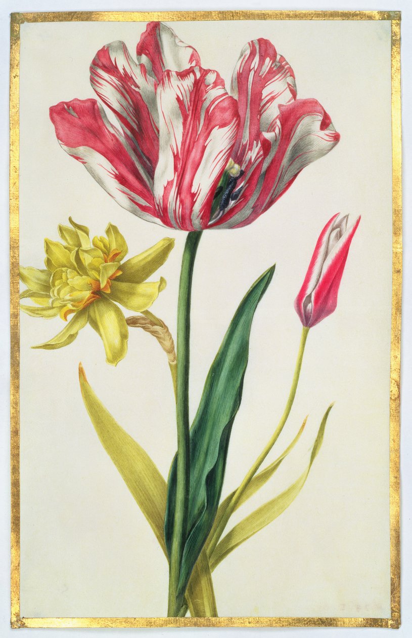 Påskelilje og tulipan, ca. 1675 (gouache på vellum) av Nicolas Robert