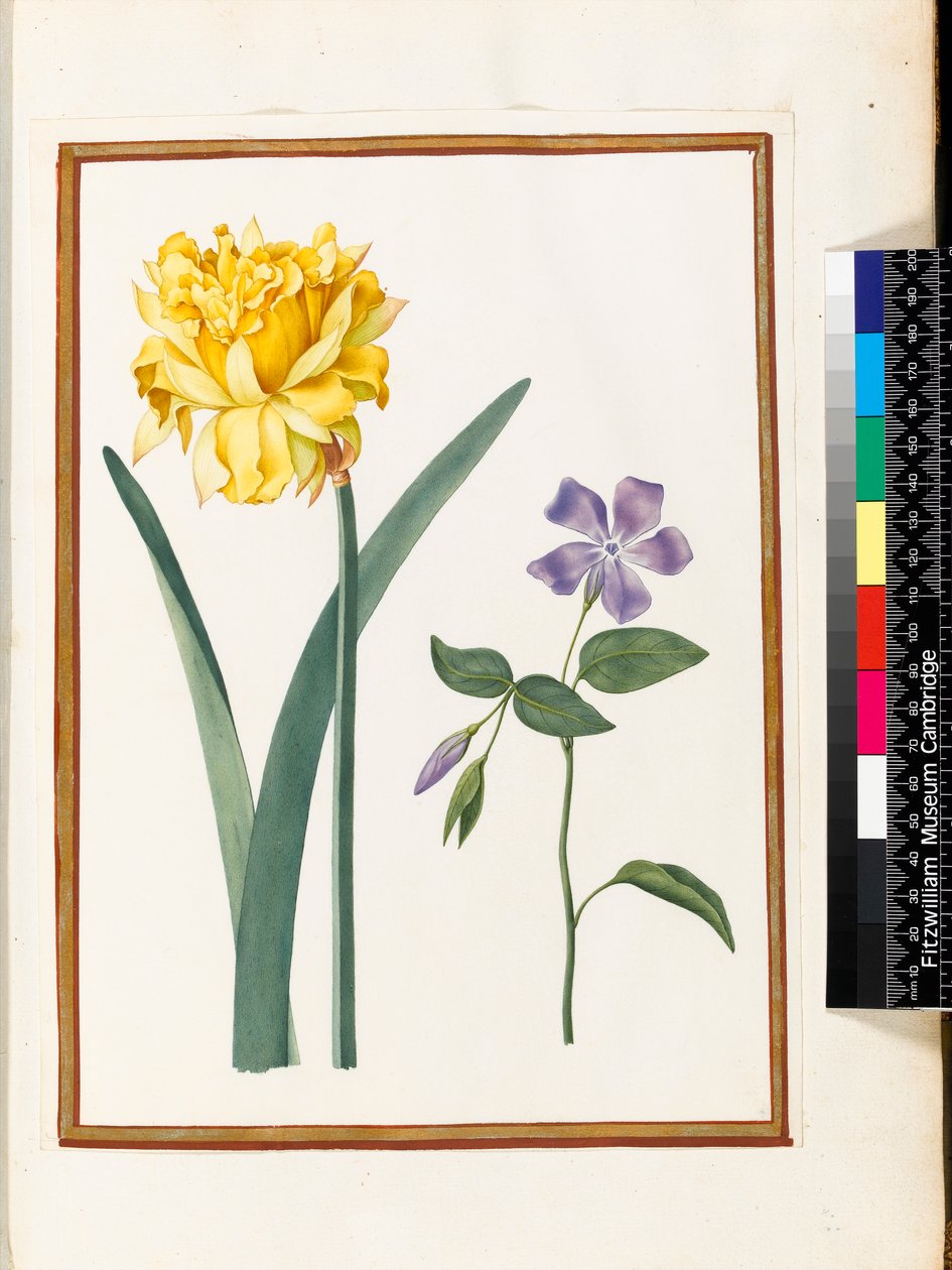 Dobbel påskelilje og periwinkle (wc på vellum) av Nicolas Robert