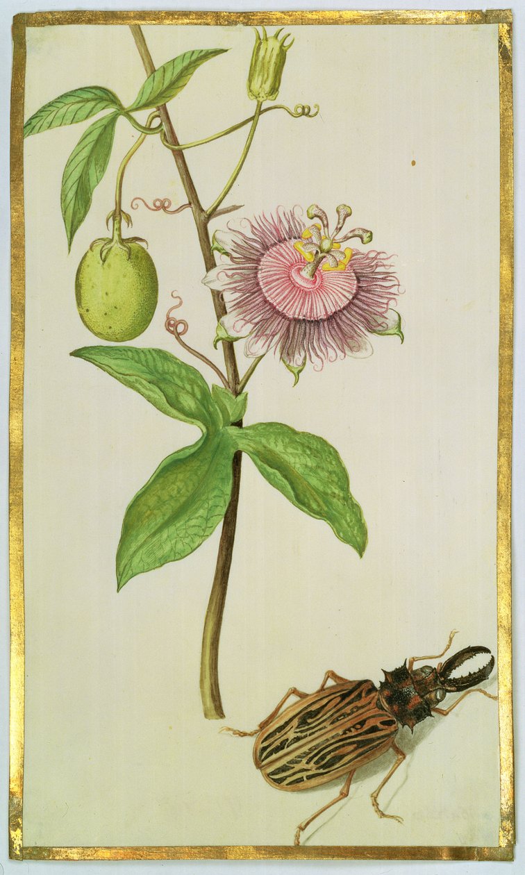 Eksotisk plante og bille, ca. 1675 (gouache på vellum) av Nicolas Robert