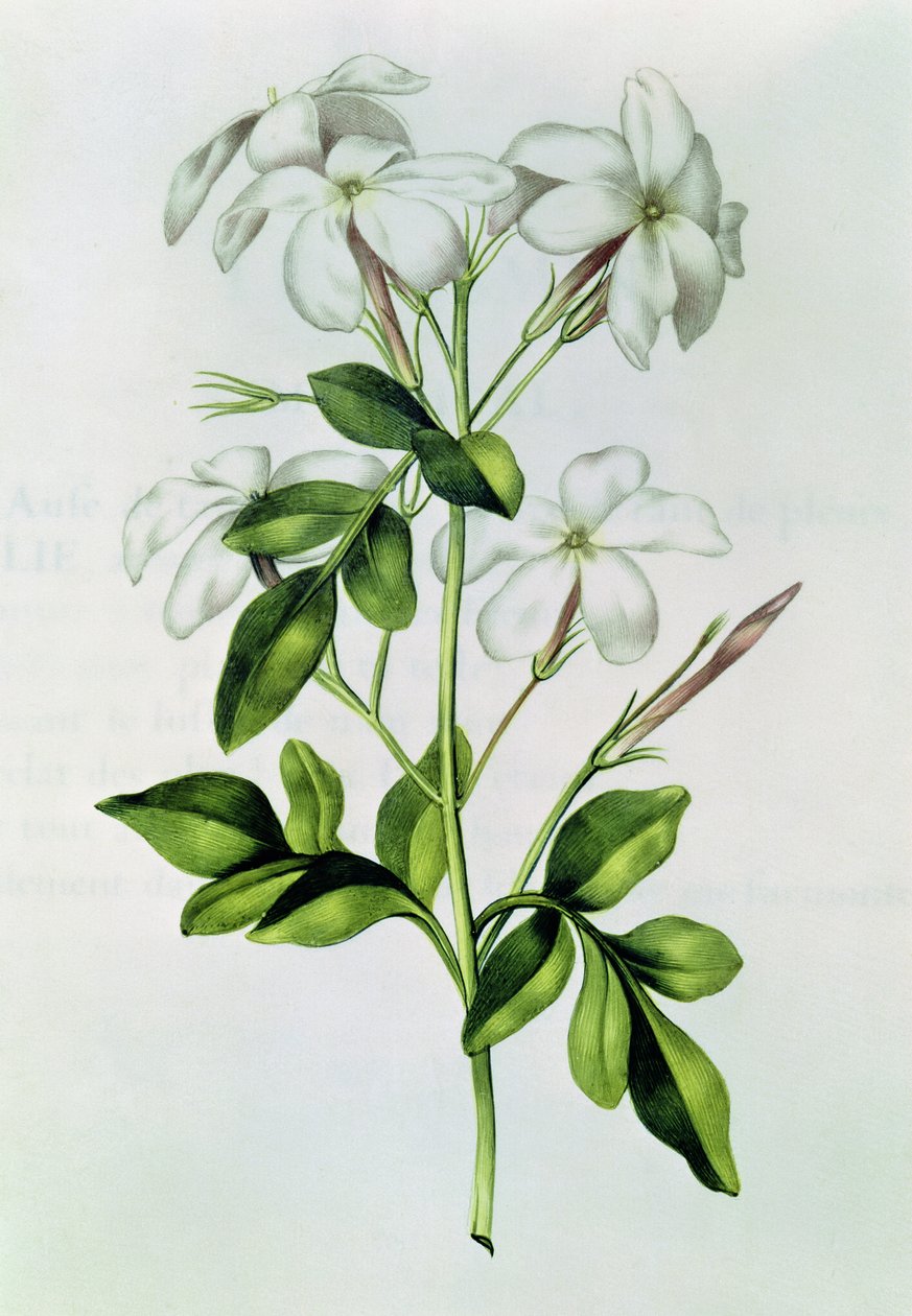 Fol.30 Jasmine, fra 