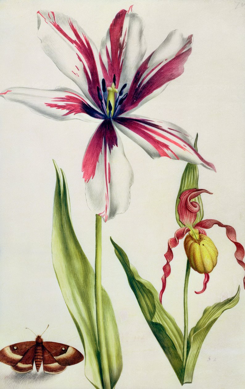 Orchid, Tulip and Butterfly, ca. 1675 (gouache på vellum) av Nicolas Robert