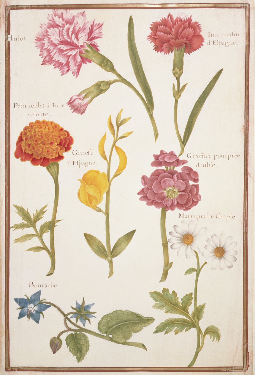 PD.109-1973.f2 To nelliker, fransk ringblomst, spansk kost, dobbel lager, borage og margueritt (wc på vellum) av Nicolas Robert