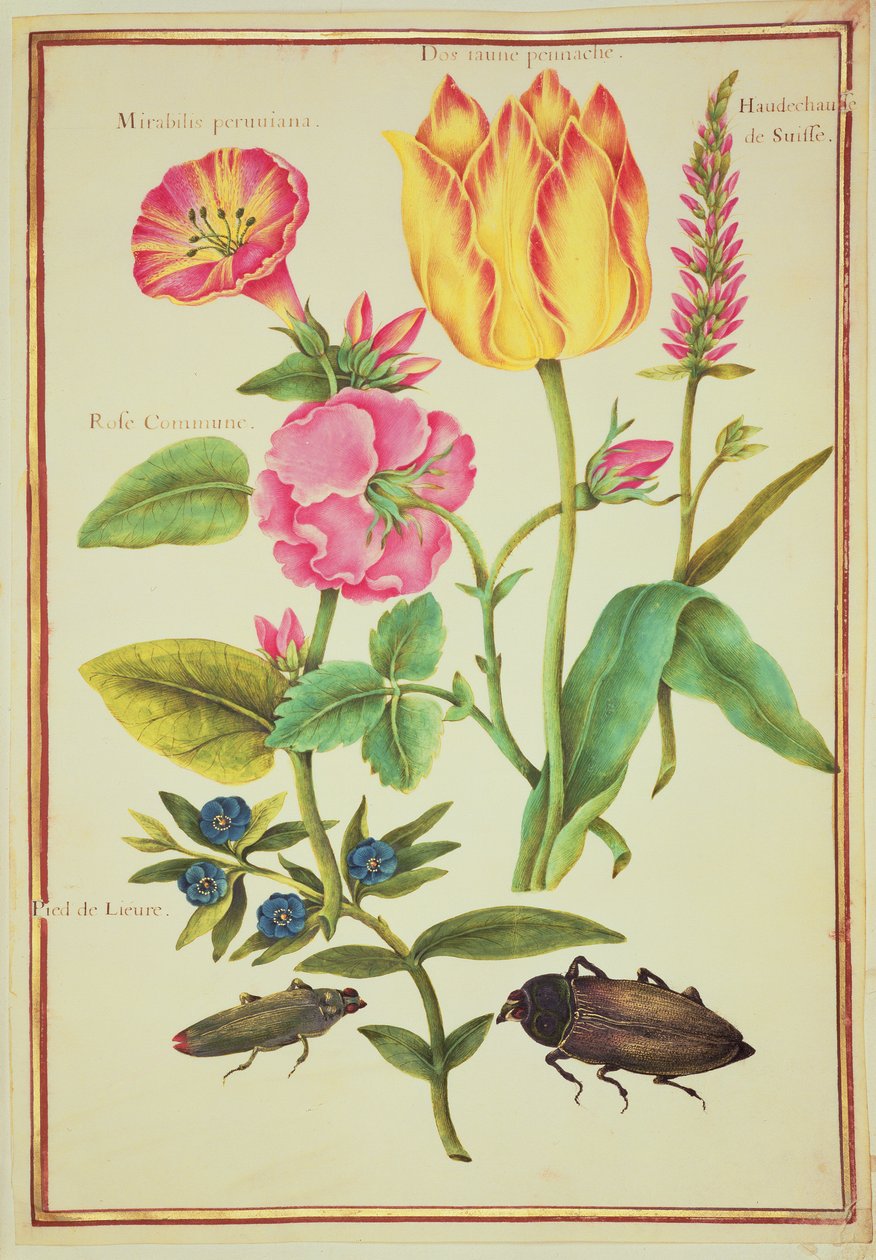 PD.109-1973.f23 Blomsterstudier (wc på vellum) av Nicolas Robert