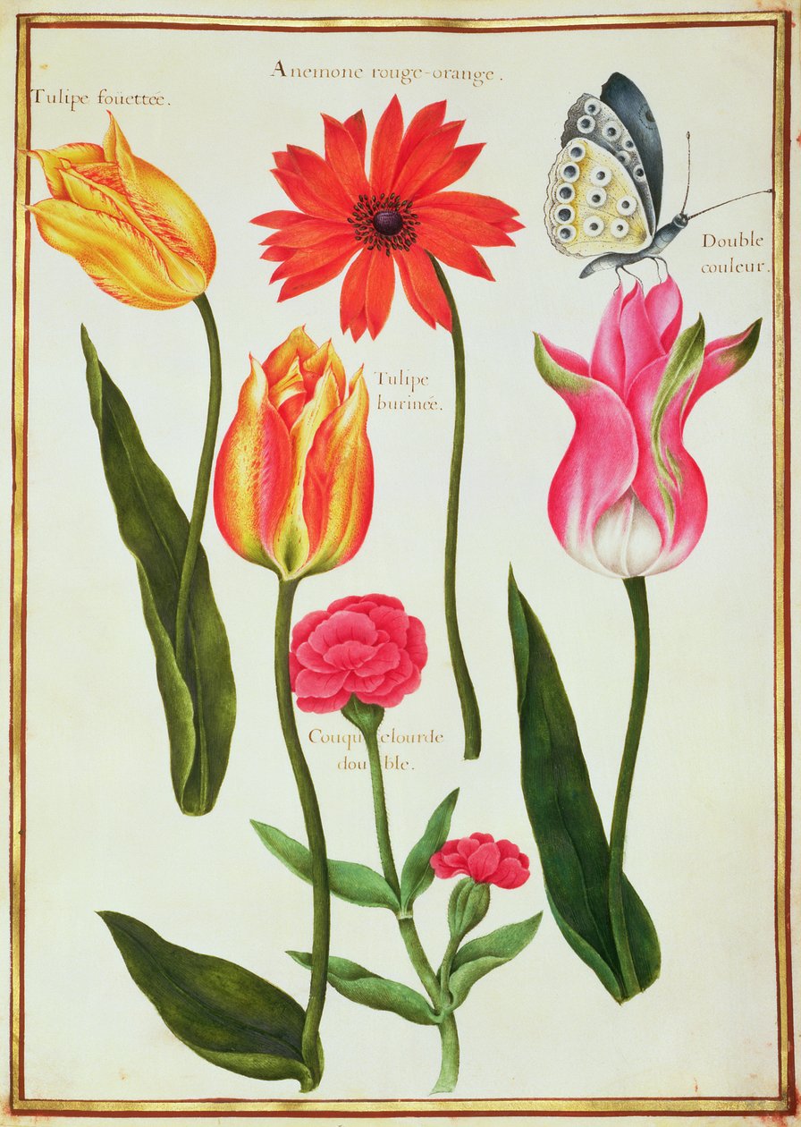 PD.109-1973.f27 Tulipaner, anemone, Lychnis og en sommerfugl (wc på vellum) av Nicolas Robert