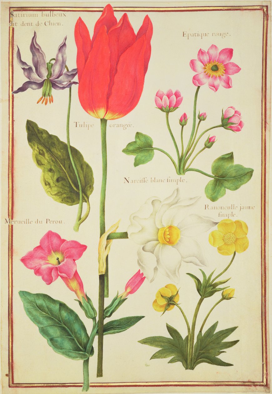 PD.109-1973.f34 Blomsterstudier (wc på vellum) av Nicolas Robert