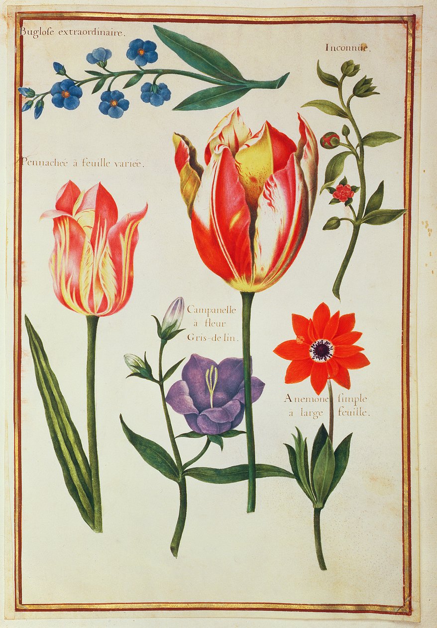 PD.109-1973.f39 Blomsterstudier (wc på vellum) av Nicolas Robert