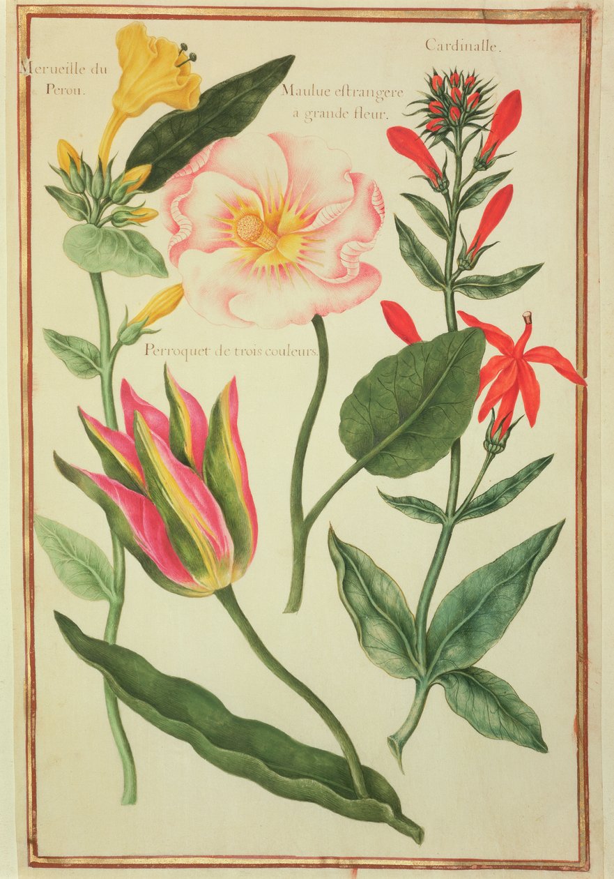 PD.109-1973.f41 Blomsterstudier (wc på vellum) av Nicolas Robert