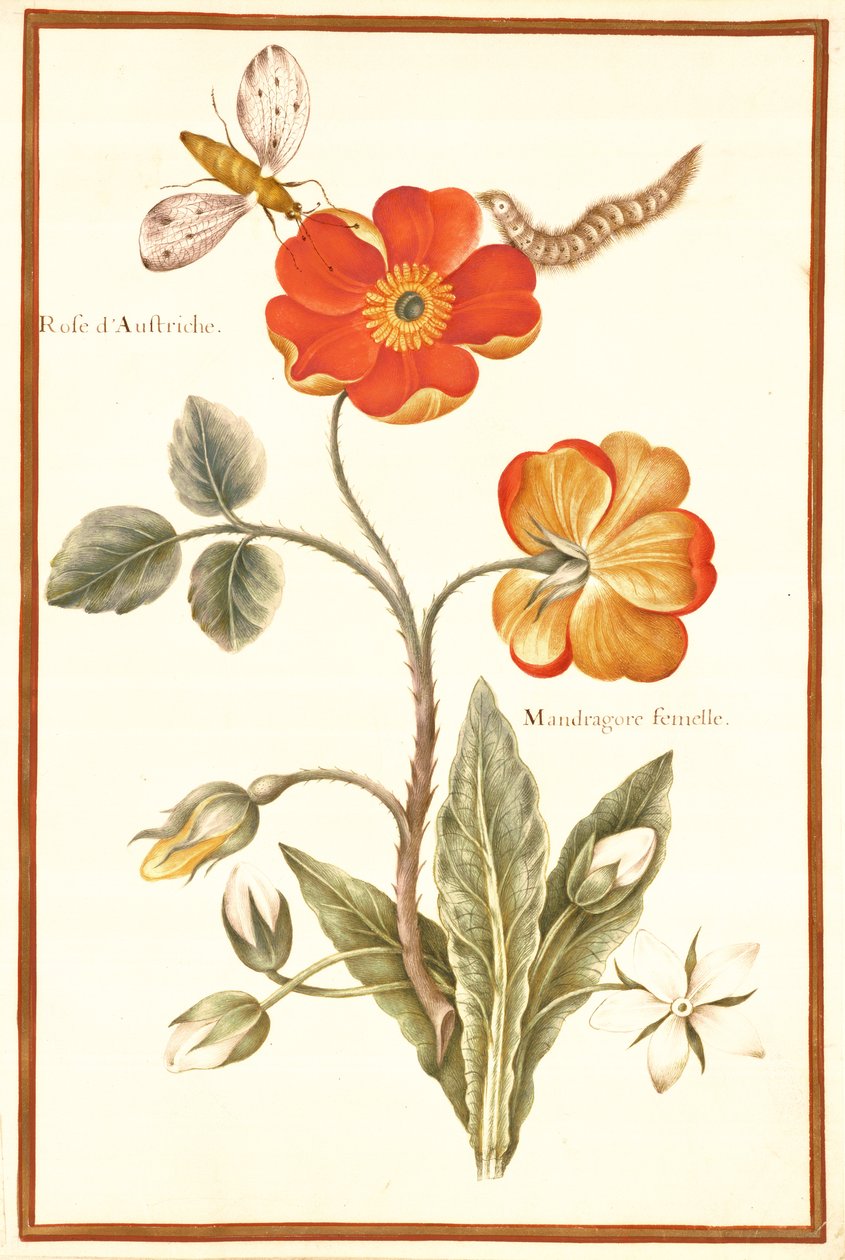 PD.109-1973.f.50 Østerriksk Briar Rose og Mandragora (wc og gouache på vellum) av Nicolas Robert