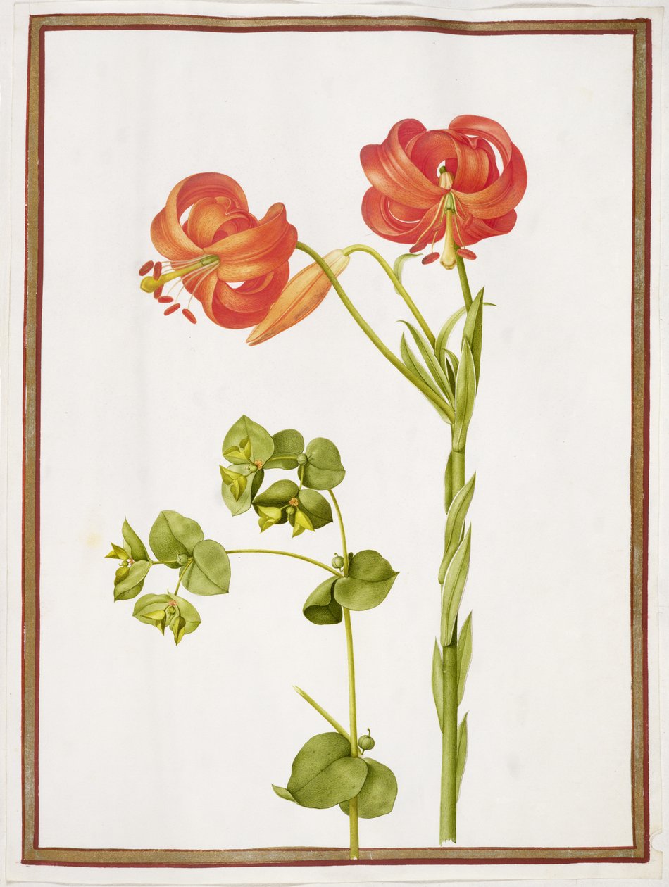 PD.109-1973.f9 (LtoR) Spurge og Lilium Chalcedonicum (wc på vellum) av Nicolas Robert
