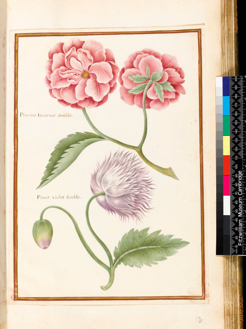 Peon og dobbel valmue (wc på vellum) av Nicolas Robert