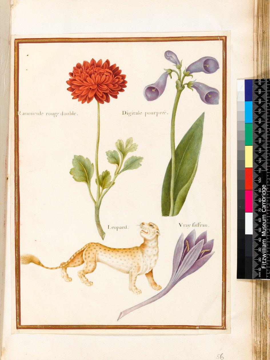 Ranunkel, revebjelle, engsafran og en leopard (wc og gouache på vellum) av Nicolas Robert