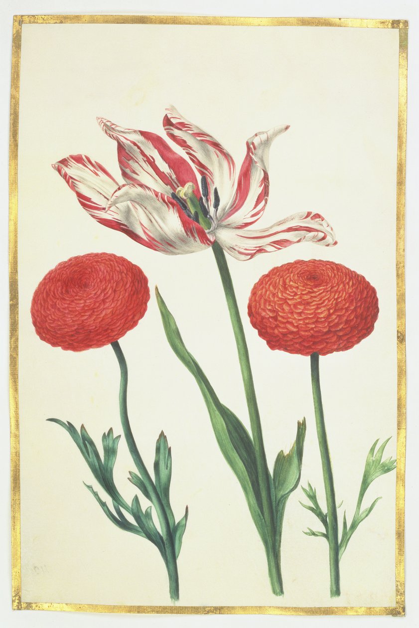 Tulipan og georginer, ca. 1675 (gouache på vellum) av Nicolas Robert