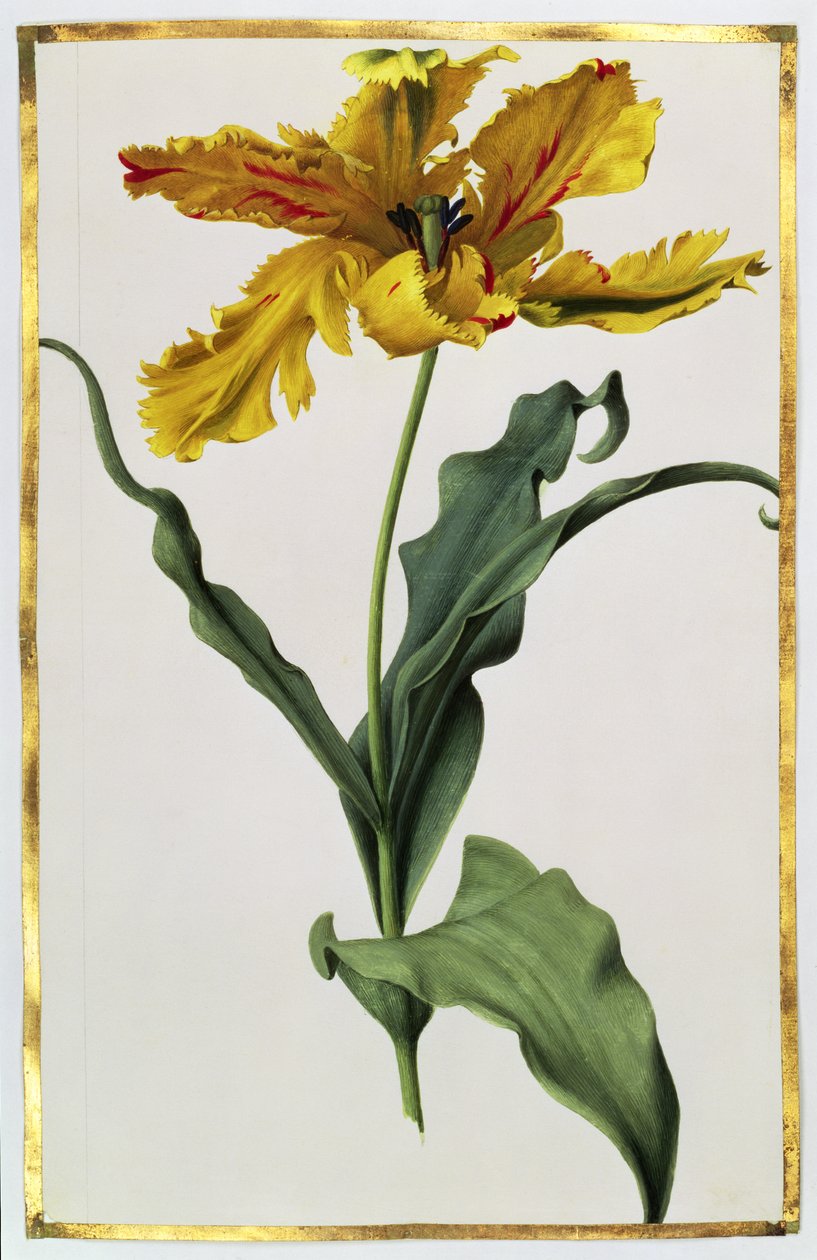 Tulipan, ca. 1675 (gouache på vellum) av Nicolas Robert