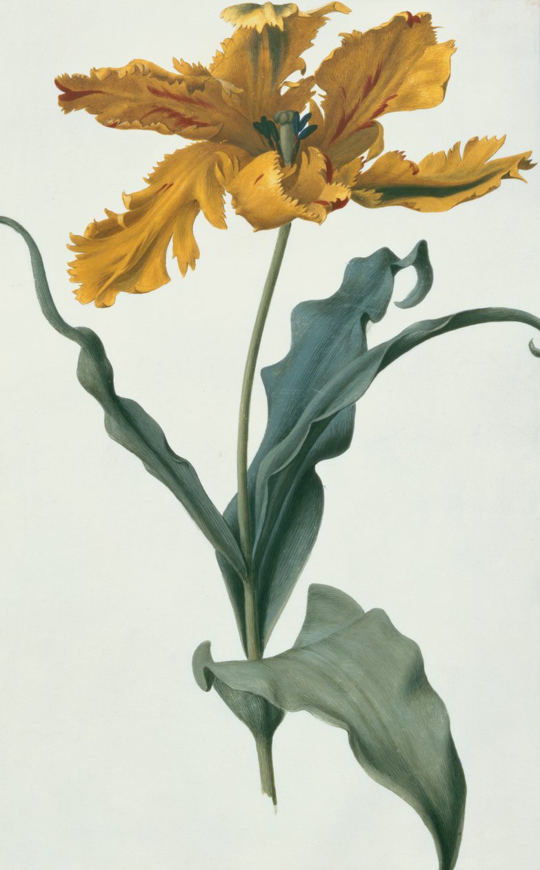 Tulipan, ca. 1675 (gouache på vellum) av Nicolas Robert