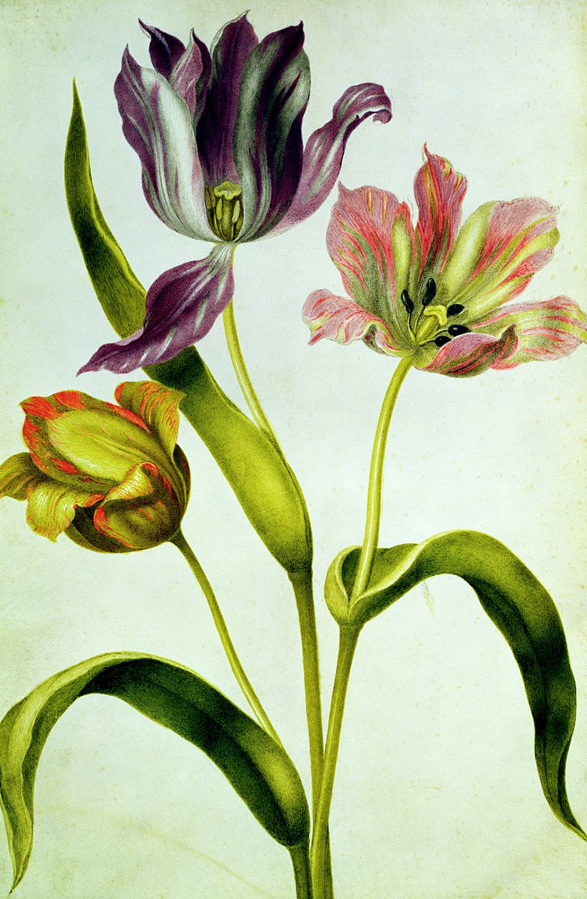 Tulipaner, ca. 1675 (gouache på vellum) av Nicolas Robert