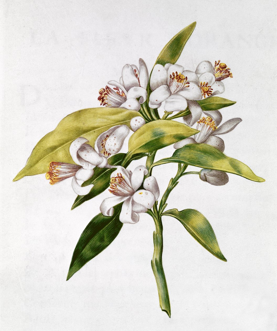 fol.71 Appelsintreblomst, fra 