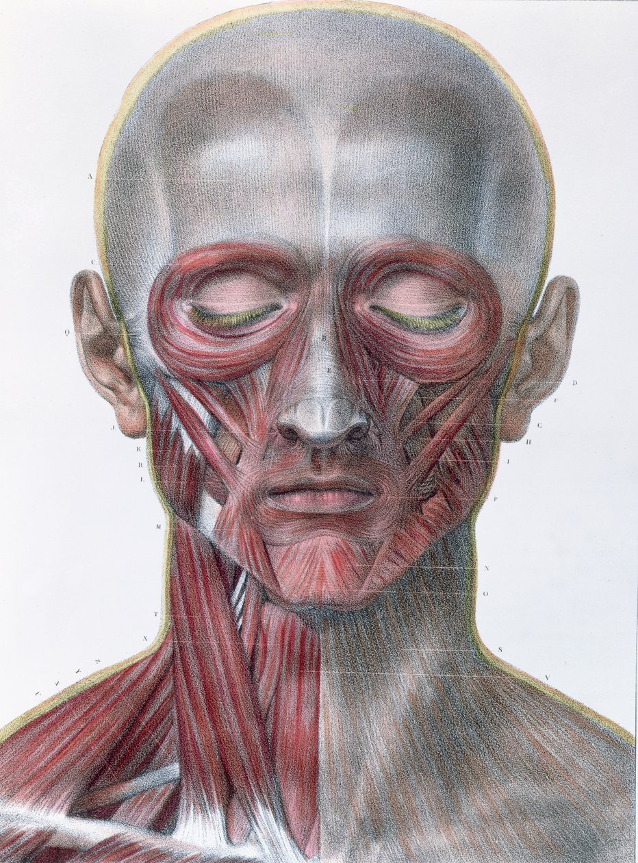Muskulatur i ansiktet, tallerken fra 'Traite Complet de l'Anatomie de l'Homme' av Jean-Baptiste Marc Bourgery (1797-1849) 1866-67 av Nicolas Henri Jacob