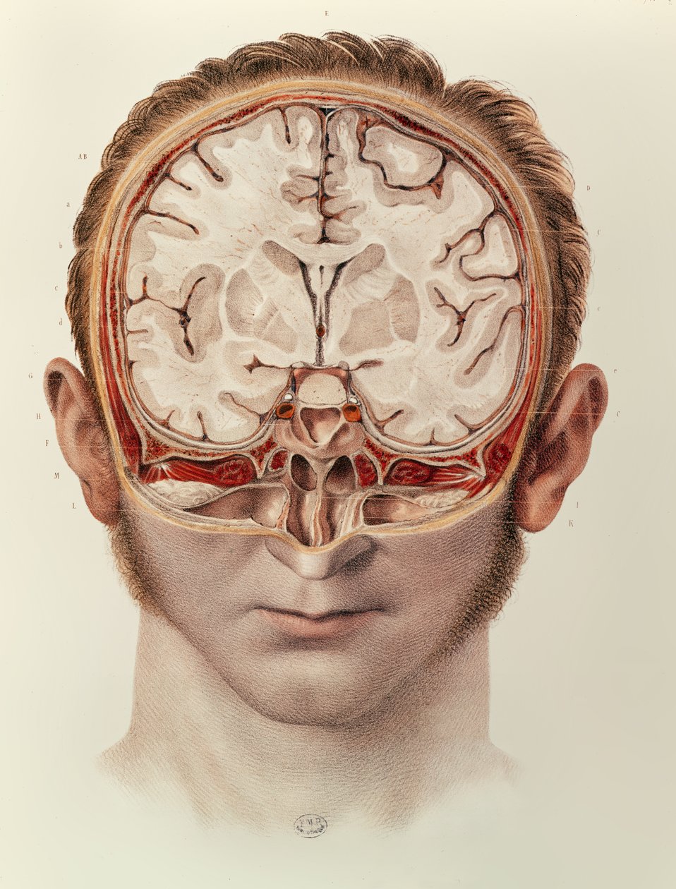 The Brain, plate fra Complete Treatise on the Anatomy of Man av Jean-Baptiste Marc Bourgery (1797-1849) 1866-67 av Nicolas Henri Jacob