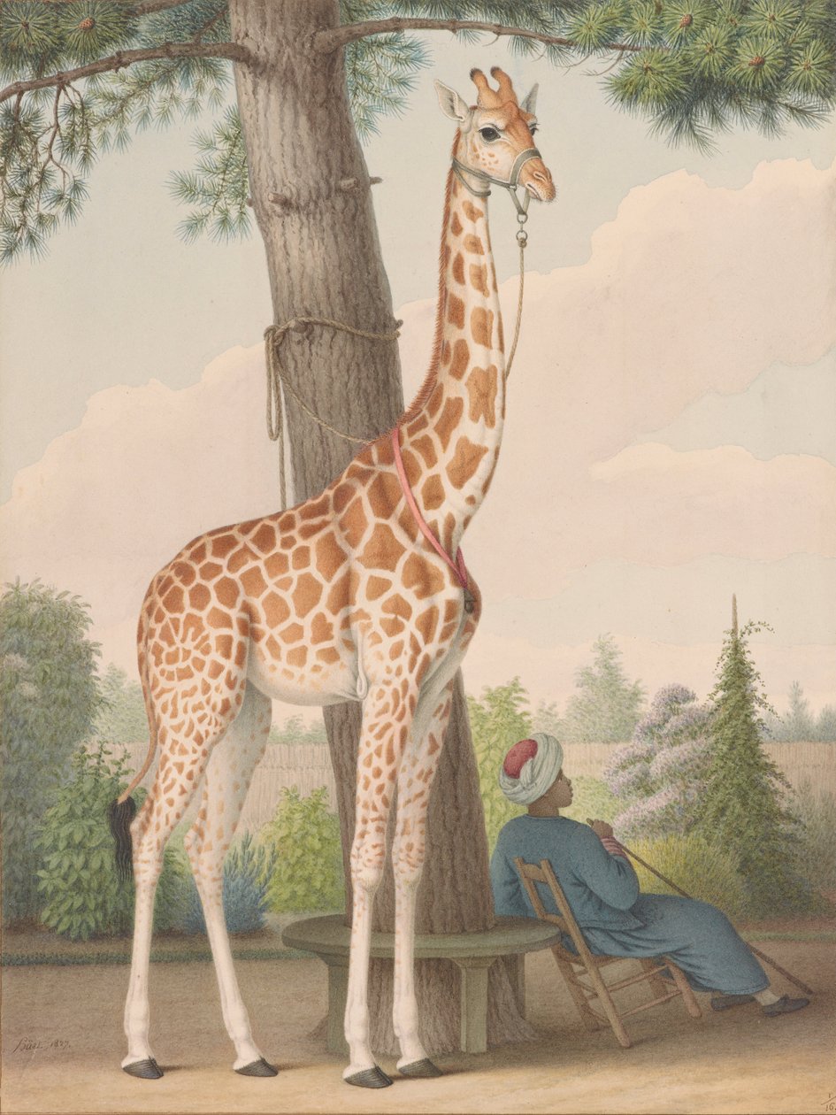 Studie av giraffen gitt til Charles X av visekongen i Egypt av Nicolas Hüet the Younger